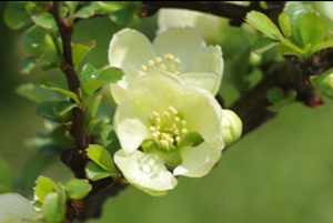 长寿梅盆景白花