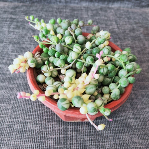 带盆送挂钩佛珠锦多肉植物佛珠吊兰锦 肉肉植物办公室桌面盆栽