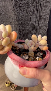 三头蛋黄奶酪多肉老庄,4年了露养