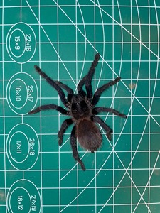 巴西大蓝蛛6厘米左右母