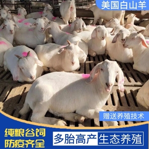 美国白山羊小羊羔活羊羊苗幼崽3个月小山羊羊仔怀孕母羊种公羊养