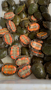 冷水龟品种大全图片