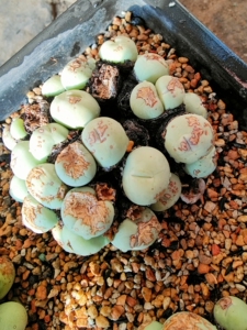 多肉肉锥鸽子蛋大群29头,一物一拍,包到货开箱死亡