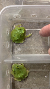 抹茶角蛙,超宇角蛙,宇治角蛙