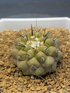 孤龙丸—实生 仙人球