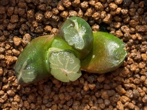 变异南阿星万象,实物如图所示,尺寸3.5厘米,有根.所见即所