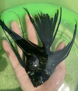 000人付款淘宝燕鱼8元一条,15元2条!长鳍长尾燕鱼!hefuqiang19904.