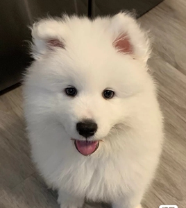 萨摩耶幼犬 中型犬 导盲犬 聪明宠物狗狗动物家养纯种小狗幼崽