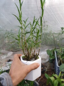 姬竹叶石斛竹叶石斛浓香型石斛兰花室内盆栽比多肉好养绿植物花卉2人