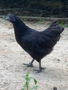 五黑乌骨鸡脱温苗