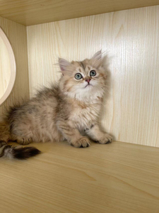 长毛金虎斑,便宜出,金色金吉拉,金虎斑,虎斑猫,金吉拉猫,目