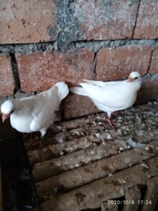 00zhangxingyan5201314淘宝四川乐山 眉山高飞鸽 黑色 纯黑色风头