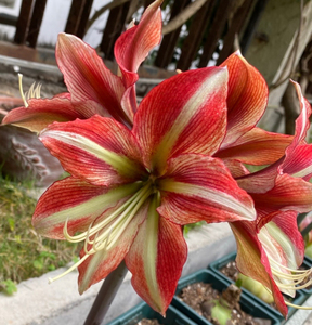 朱顶红猫眼石之星