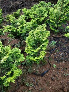 进口金边云片柏 柏树盆景 绿植盆栽20公分左右高如图59一株