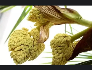棕榈花苞