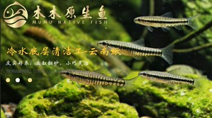 云南鳅9.