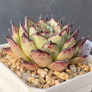 万圣夜多肉东云b292号,精控油皮黑尖血斑,7厘米盆,15元