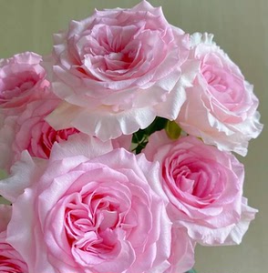 洛神玫瑰20支鲜花花束批发云南基地直发顺丰包邮