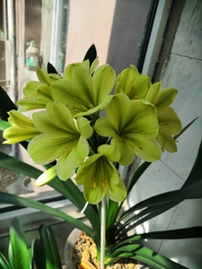 00欧世奇淘宝绿花君子兰花苗,平尾绿漂亮  ,花朵大颜色正 精品稀缺