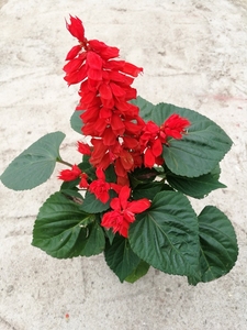 一串红盆栽带花庭院