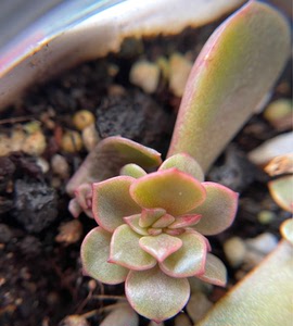 多肉大红袍缀化