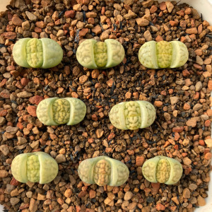 c370a 生石花 牛油果 绿花纹玉 2.5年株 刚刚移盆