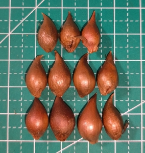 新品酢浆草 糖果盒西梅