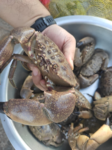 标本素材 哲蟹 凶狠酋妇蟹  标本蟹 凹足蟹 招潮蟹 哈氏肉