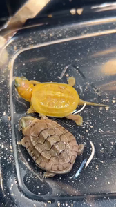 斑纹草龟黄斑草龟变异草龟黄肉草龟白化黄化草龟果冻焦糖草龟虎纹