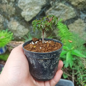 日本 红枫狮子头 原生苗 状态很好