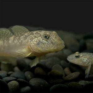 虾虎鱼 子陵虾虎 白面虾虎 原生观赏鱼