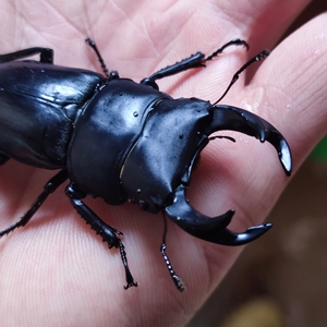 野生锹甲虫多少一只图片
