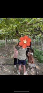 自家种植的巨峰葡萄，欢迎下单预定，金华八大县，杭州地区可送货