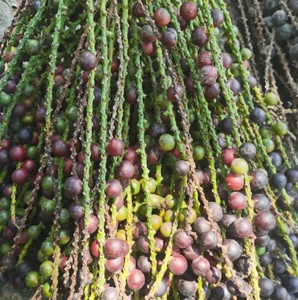 鱼尾葵种子,鲜果,干果,果核坚硬纹路漂亮,可以加工成手串,也