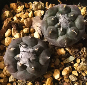 000人付款淘宝仙人球 娇丽球属 冬云 单刺娇丽 霸铃丸 种子10粒5元 2