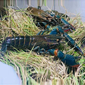 【蓝龙虾鲜活】蓝龙虾鲜活品牌,价格 - 阿里巴巴