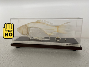 鱼骨头 鱼骨头骨骼标本,小动物骨骼标本,标本