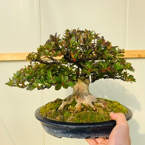 日本进口皋月杜鹃若惠比须盆景花开粉色重瓣杜鹃四季常青室内阳台