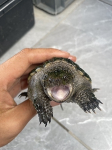 佛鳄龟 高背蛋甲 状态好巨恶巨凶 可与主页另外一只打包 打包