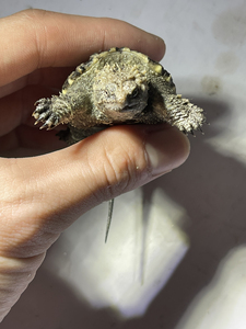 佛鳄龟苗非变异大鳄龟中美佛杂大小杂