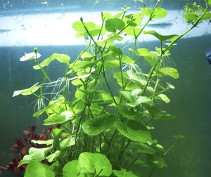 香香草水草阴性稀有鱼缸漂浮植物造景水上水下水面水陆养鱼无需碳