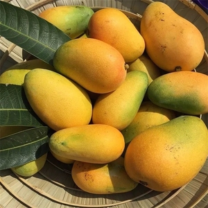 新鲜小台农黄芒果