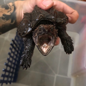 鳄龟 大鳄 佛 大佛杂1.0 胡子少半根 其他全 自提不快递