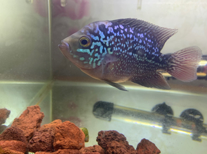 出一条罗汉泰金大苗仅限自提