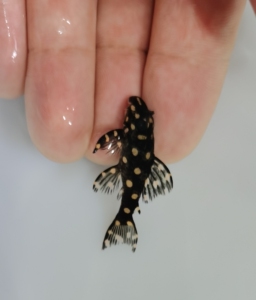 l471皇后雪球异形鱼