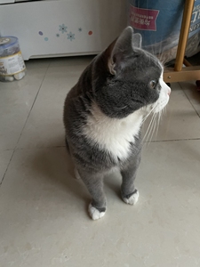 英短猫灰白
