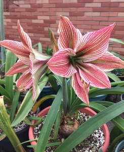 朱顶红异域之星6-7厘米,荷兰凤蝶4-5厘米