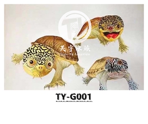 圆澳龟剃刀龟红面龟麝香龟忍者龟可混养鱼不咬鱼缸清道夫wxnfsypjf