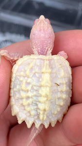 错甲白化鳄龟,大红眼,稳定基因,已稳定吃食,品相如图,顺丰包