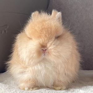 满分小可爱,美国双血统侏儒兔,长毛侏儒兔,淡黄色,奶黄色